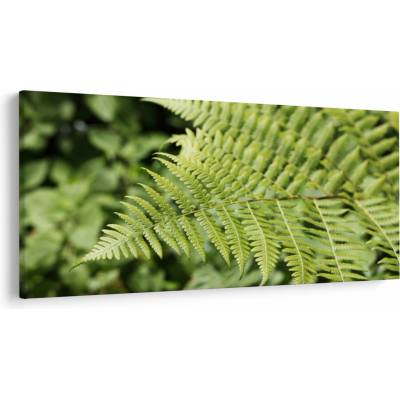 Obraz - Kapradinový list, jednodílný 250x125 cm – Hledejceny.cz
