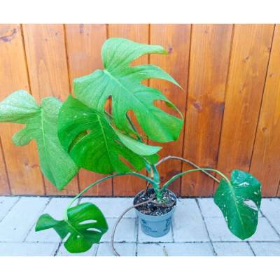 Monstera adansonova (Monstera adansonii) ´MINT´ - výška 30-40 cm, kont. C1L