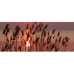 DIMEX ART Панорамни флизелинов фототапет тръстика на езерото 375 x 150 см