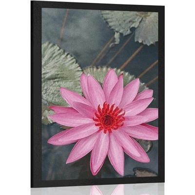 Plakát okouzlující lotosový květ - 40x60 white