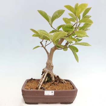 e-bonsai Venkovn bonsai - Magnolia Gold Star - Magnolie - Heureka.cz