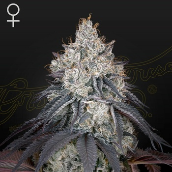 Green House Seed Lemon Orange semena neobsahuji THC 10 ks