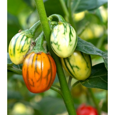 Lilek okrasný Striped Toga Solanum melongena prodej semen 10 ks