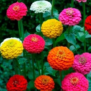 Cynia dahlia sada farieb 1 g POLAN