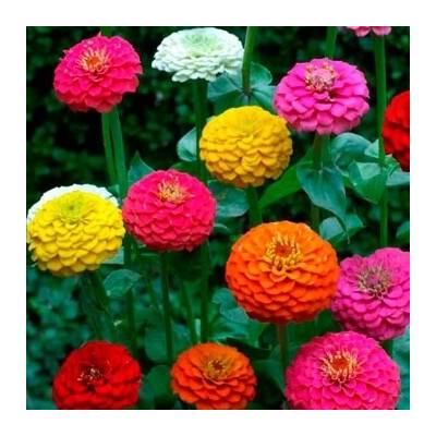 Cynia dahlia sada farieb 1 g POLAN