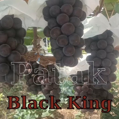 Vinič Black King bezsemenné NEW Japan