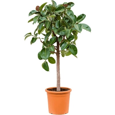 Fikus - Ficus elastica "Robusta" Stem 40x180 cm