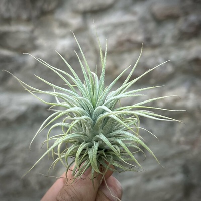Tillandsia ionantha mexico