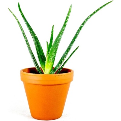 Gardners Aloe Vera, průměr 12 cm Aloe pravá – Zboží Dáma