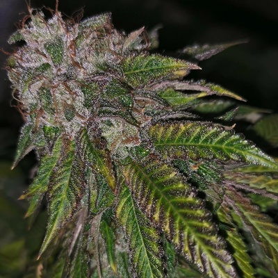 Pheno Finder Seeds Dirty Kuntz semienka neobsahujú THC 5 ks
