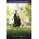 Victoria & Abdul