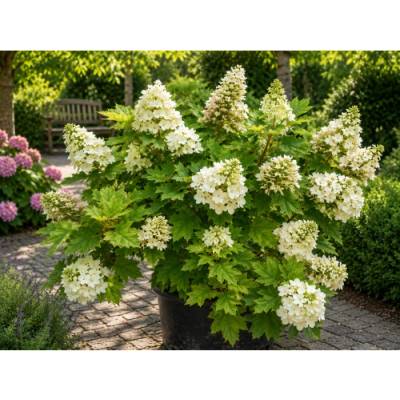 Hortenzia dubolistá (Hydrangea quercifolia) 'ALICE' - výška 20-30 cm, kont. C2L