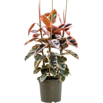 Ficus elastica "Belize" 3PP 38x135 cm