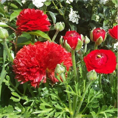 Pryskyřník plnokvětý červený - Ranunculus asiaticus - hlízy pryskyřníků - 3 ks
