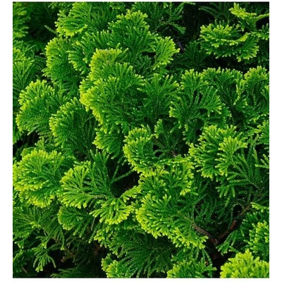 Chamaecyparis obtusa 'Nana Gracilis' 25-30 C5L