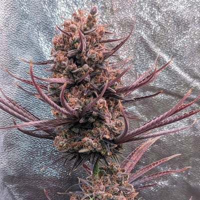 Ace Seeds Panama Haze regular semienka neobsahujú THC 10 ks