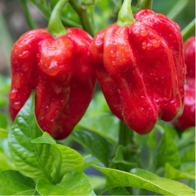 Chilli červené Habanero - Capsicum chinense - semená chilli - 6 ks