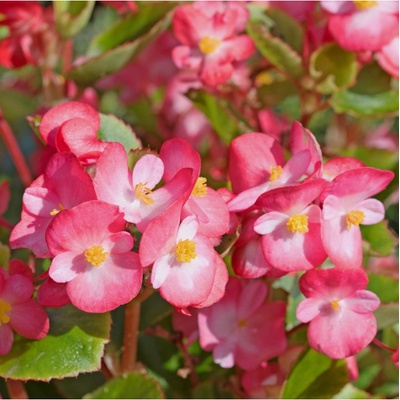 Begónie Big Pink Green Leaf F1 - Begonia benariensis - osivo begónie - 8 ks