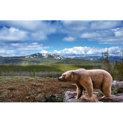 DIMEX ART Флизелинов фототапет пейзаж с мечка 375 x 250 см