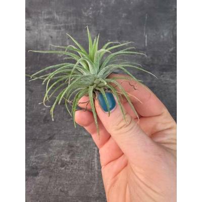 Tillandsia silná kompaktní 5