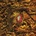 DEUS - WORST CASE SCENARIO CD