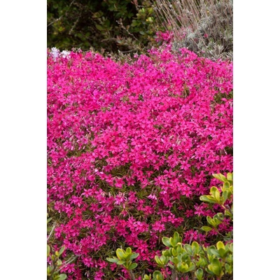 Phlox subulata "Red Wing" Phlox subulata "Red Wing"
