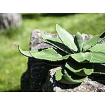 Agáve zelená, 45 cm