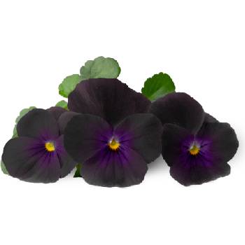 Veritable Вложка за семена Lingot ядливи цветя черни теменужки (VLIN-F5-Pen059)