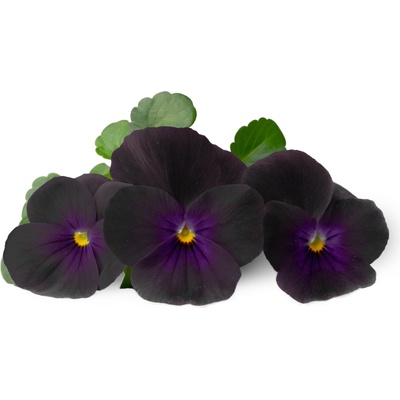 Veritable Вложка за семена Lingot ядливи цветя черни теменужки (VLIN-F5-Pen059)