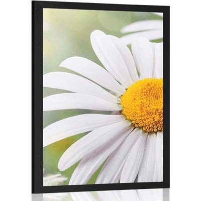 Plakát květiny kopretiny - 40x60 white