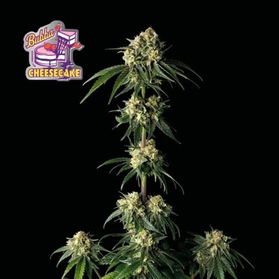 Seedsman Bubba Cheesecake semienka neobsahujú THC 3 ks