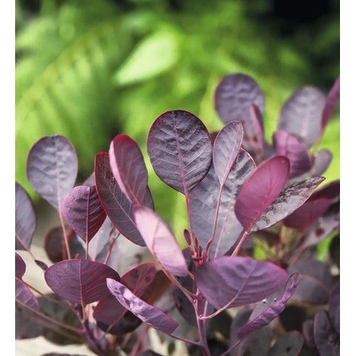 Škumpa vlasatá FloraSelf Cotinus coggygria 'Lilla' výška 30-40 cm kvetináč 3 l