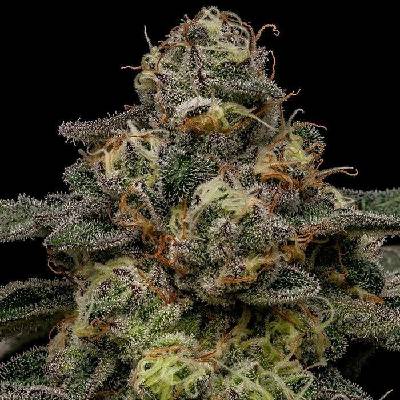 Ripper Seeds Zombie Bride semena neobsahují THC 5 ks