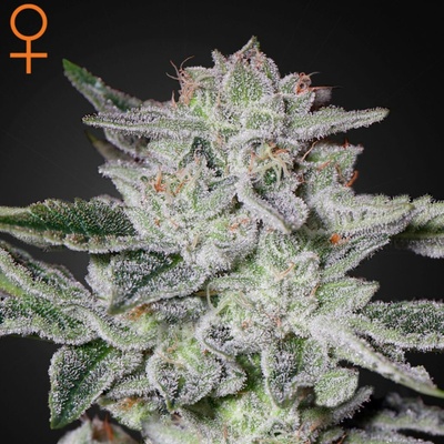 Green House Seeds Sweet Valley Kush semena neobsahují THC 1 ks