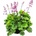 Heuchera Mint Marquess
