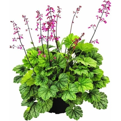 Heuchera Mint Marquess, kont. 0,5 l