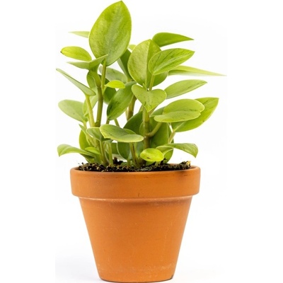 Gardners Peperomia Pixie (mix), průměr 8,5 cm Peperomie, pepřinec