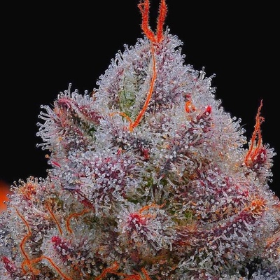 R-Kiem Seeds El Xupet Negre semena neobsahují THC 3 ks