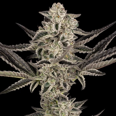 Sensi Seeds Research Purple Pickle Auto semena neobsahjí THC 3 ks