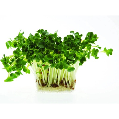 Microgreens Ředkev bílá Daikon na microgreens 100 g
