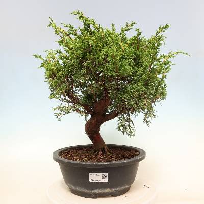 e-bonsai Venkovní bonsai - Juniperus chinensis Itoigawa-Jalovec čínský