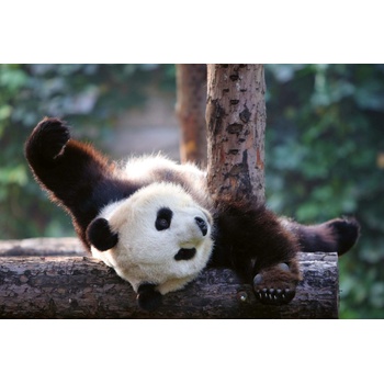 DIMEX ART s. r. o Флизелинов фототапет панда 375 x 250 см