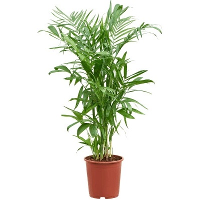 Chamaedorea seifrizii 27x190 cm