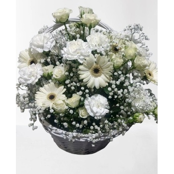 , , БЯЛА КОШНИЦА, ,