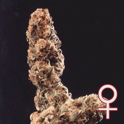 KC Brains Seeds Afghani Special semena neobsahují THC 5 ks