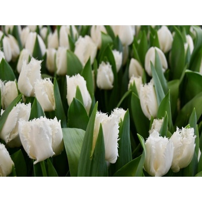 Tulipán Noordeinde 7 ks v balení