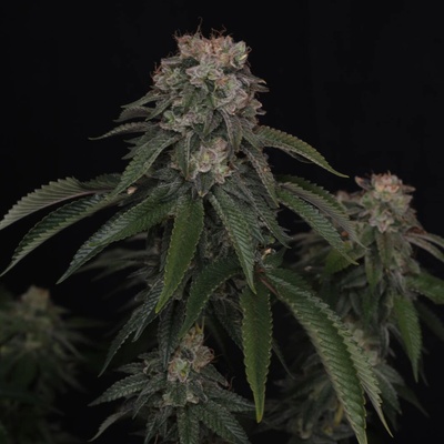 Fast Buds GG4 semienka neobsahujú THC 10 ks