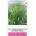 Seklos Декоративна трева Elegant Lovegrass Eragrostis Elegants