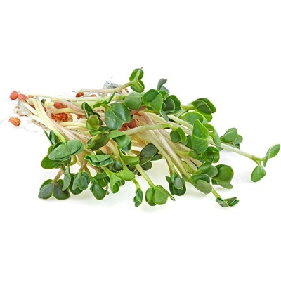 Biomiska Rukola BIO semienka na klíčenie - 10 g