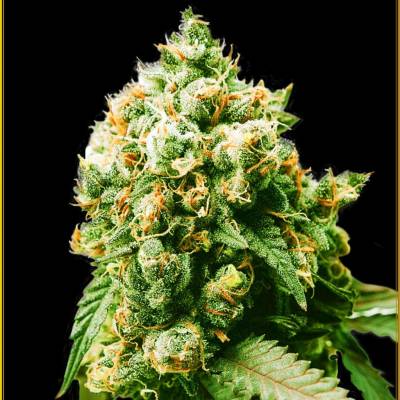 Anaconda Seeds Anaconda semena neobsahují THC 5 ks